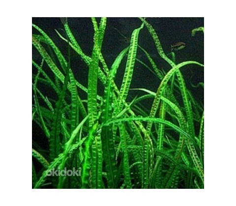 Cryptocoryne balansae