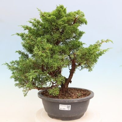 e-bonsai Venkovní bonsai - Juniperus chinensis Itoigawa-Jalovec čínský