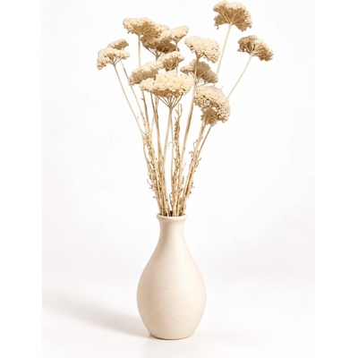Stabilizovaný řebříček (Achillea) bělený svazek/kytice 5ks
