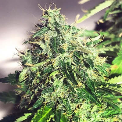 Ministry Of Cannabis Cannabis Light AUTO CBD semena neobsahují THC 25 ks