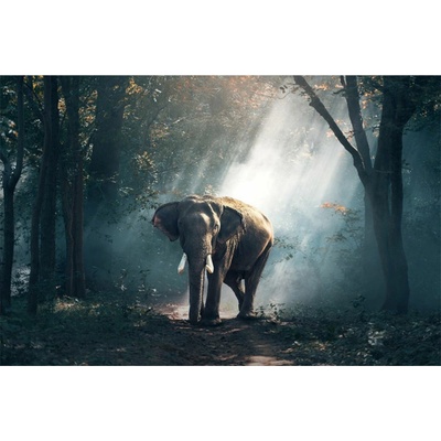 Bondecor Obraz tisk na plátno, 70x110 cm, 9-Příroda