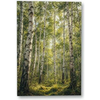 Plakát – Sluneční světlo v březovém lese 90 × 135 cm Bez rámu Ne Bez rámu