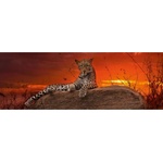 Heye - Puzzle Humboldt: Leopard at sunrise - 2 000 piese