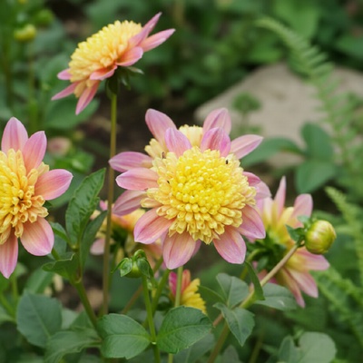 Jiřina 'Honey' 1 ks