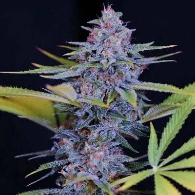 Spliff Seeds Afghani Gold semena neobsahují THC 5 ks