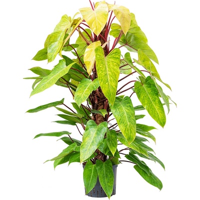 Philodendron 'Painted lady' 22/19 výška 120 cm
