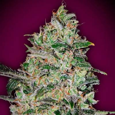 00 Seeds Bank Bubble Gum Fast semena neobsahují THC 5 ks
