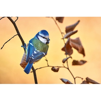 DIMEX ART s. r. o Флизелинов фототапет синигер на клонка 375 x 250 см