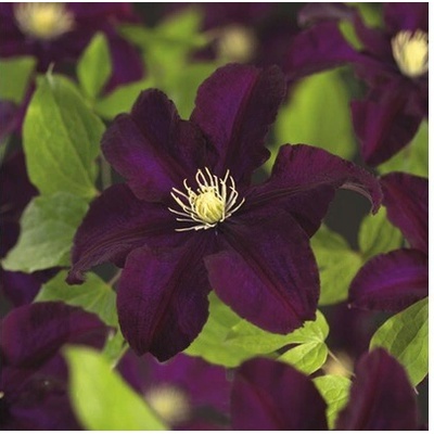 Plamienok FloraSelf Clematis x hybrid 'Warszamska Nike' kvetináč 2,3 l