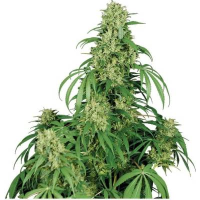 Buddha Seeds Calamity Jane semena neobsahují THC 10 ks