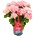 Music Collection® Pink Pop Music Collection® Хортензия Мacrophylla