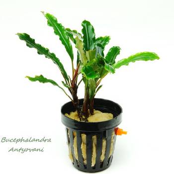 Bucephalandra antyovani