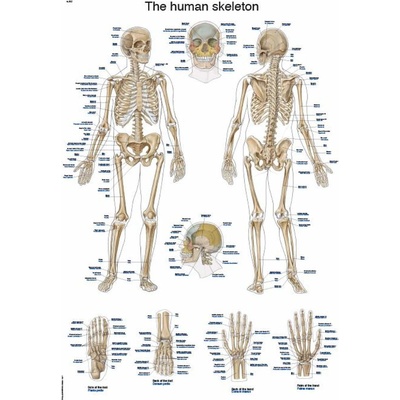 Anatomický plagát Erler Zimmer - Kostra človeka 50 x 70 cm | EN, LA