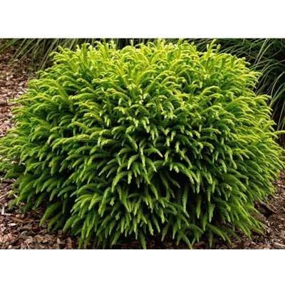 Kryptoméria japonská Globosa Nana, výška 50-60 cm, kvetináč 30 l