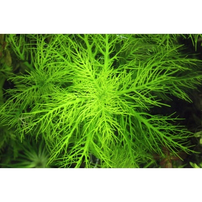 Hygrophila Balsamica