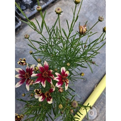 GREENBOSS FLOWER Krásnoočko 'Sunstar Rose' Průměr květináče: 9 až 12 cm