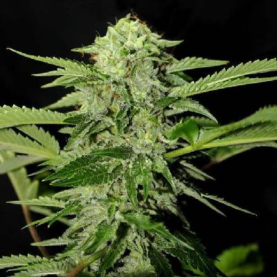 Genehtik Txees Bilbo semena neobsahují THC 25 ks