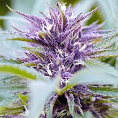 PowerStrains Purple Haze AUTO semena neobsahují THC 5 ks