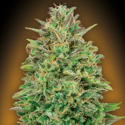 00 Seeds Bank 00 Skunk semienka neobsahujú THC 3 ks