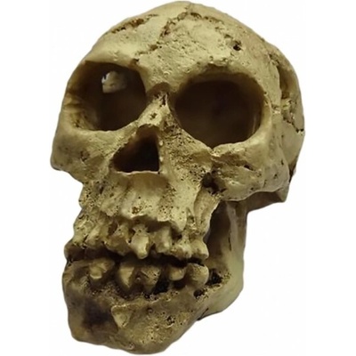 Duvo Plus Decoration Skull - Декор за аквариуми , череп - 10, 5x7x7, 5 см