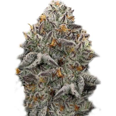 Super Strains Oreoz semena neobsahují THC 5 ks