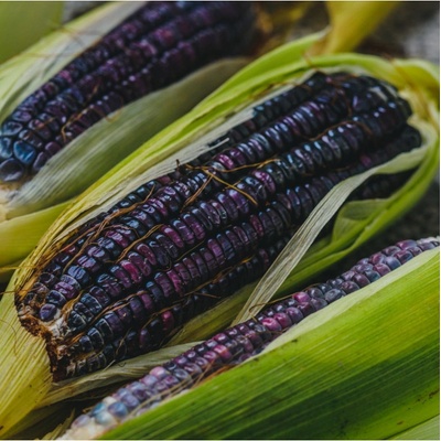 BIO Kukuřice cukrová Tortilla - Zea mays - bio semena - 20 ks