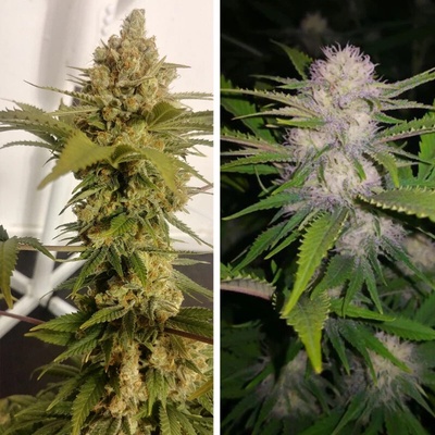 Dutch Passion Lemon Z semienka neobsahujú THC 5 ks