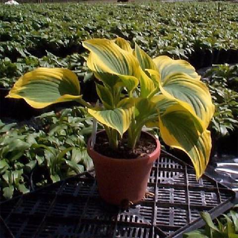 Poni Veni® Hosta 'Forest Fire' - funkia od 3,37 € - Heureka.sk