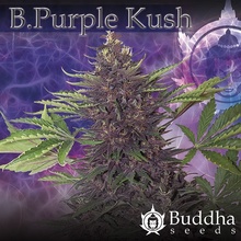 Buddha Seeds Purple Kush semena neobsahují THC 10 ks