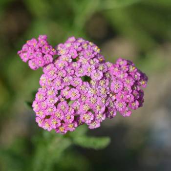 Řebříček obecný Cerise Queen - Achillea millefolium - prodej semen - 0,1 g