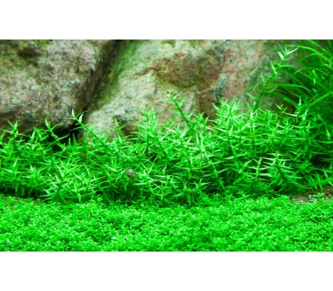 Gratiola viscidula