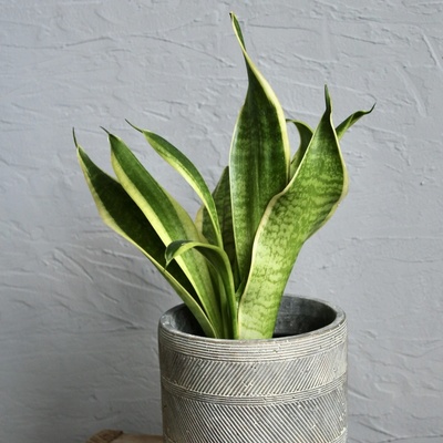 Sansevieria svokrine jazyky Trifasciata Futura Superba
