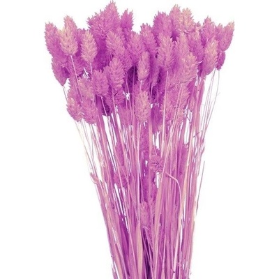 Sušený phalaris tm. růžový 80 g