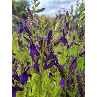 GREENBOSS FLOWER Lobelka 'Fanship Blue' Průměr květináče: 9 až 12 cm Lobelia speciosa 'Fanship Blue'