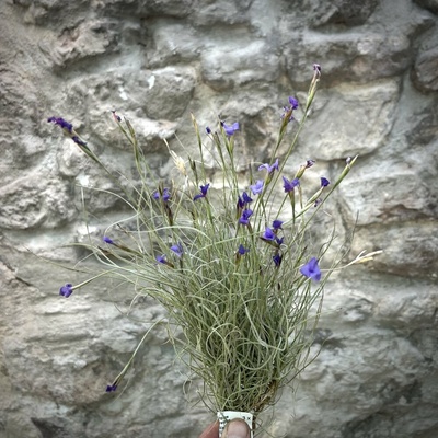 Tillandsia mallemontii