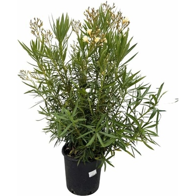 Oleander Marie Gambetta, výška 80-100 cm, kvetináč 18 l