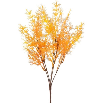 ZELEŇ ASPARÁT ORANŽOVÝ 40CM