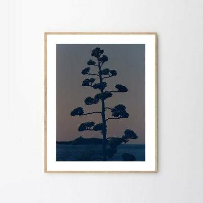 Moikka Plakát Hvar Agave Flower by Armin Tehrani 40x50