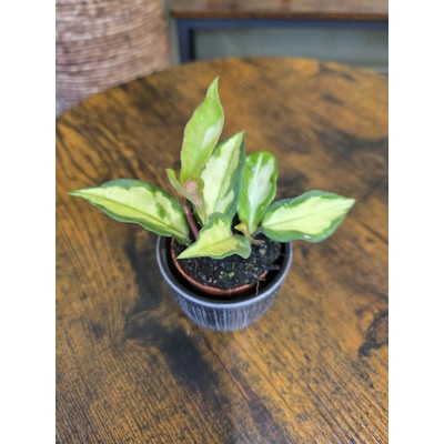 Hoya Carnosa Tricolor mini – Zboží Dáma