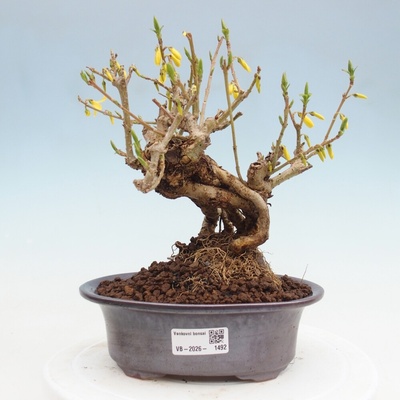 e-bonsai Venkovní bonsai - Zlatice - Forsythia koreana