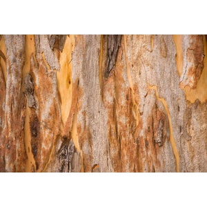 DIMEX ART Флизелинов фототапет текстура на евкалипт 375 x 250 см