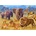Bluebird Puzzle - Puzzle Savannah Animals - 1 500 piese