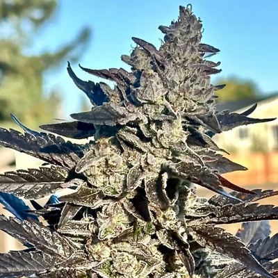 Atlas Seed Super Sour Runtz semienka neobsahujú THC 5 ks