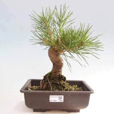 e-bonsai Venkovní bonsai - Pinus thunbergii - Borovice thunbergova – Hledejceny.cz