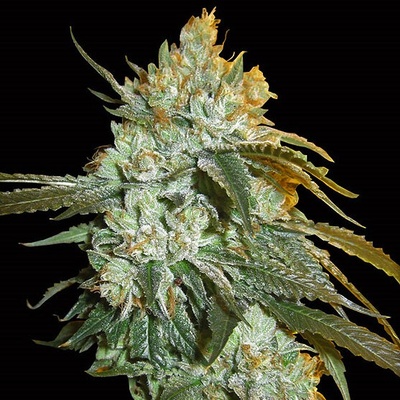 Big Head Seeds Head Stash Auto semienka neobsahujú THC 10 ks