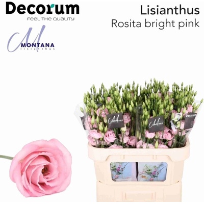 Jícnovka G ROSITA LIGHT PINK 70cm/5+