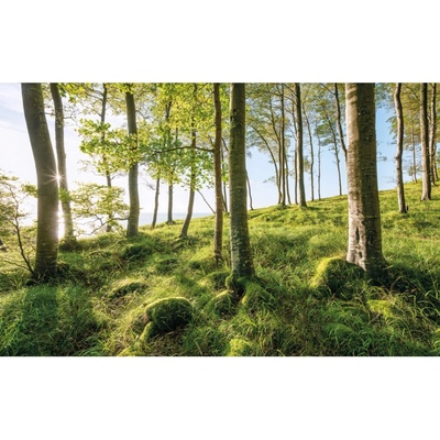 Komar Vliesová fototapeta Zauberhaftes Buchenspektakel 450 x 280 cm