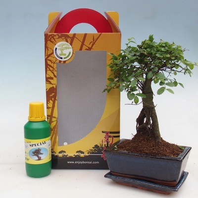 e-bonsai Pokojová bonsai v dárkové krabičce Ulmus parvifolia - Jilm čínský