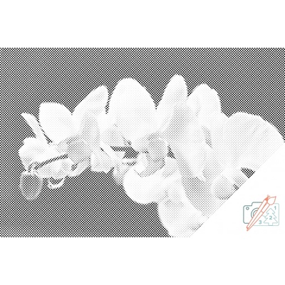 Vymalujsisam.sk Bodkovanie - Biela orchidea 2 Farba: Čierna, Veľkosť: 40x60cm, Rám: Na plastovej doske
