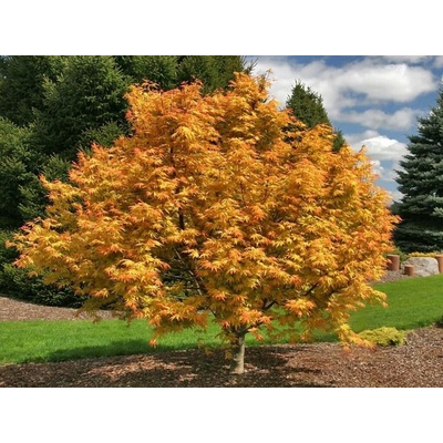 Javor dlaňovitolistý Orange Dream, výška 50-80 cm, kvetináč 19 cm